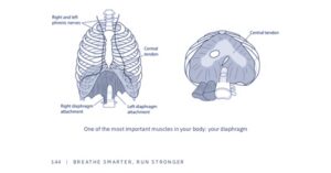 A diagram showing the diaphragm positioned in the lower third of the ribcage